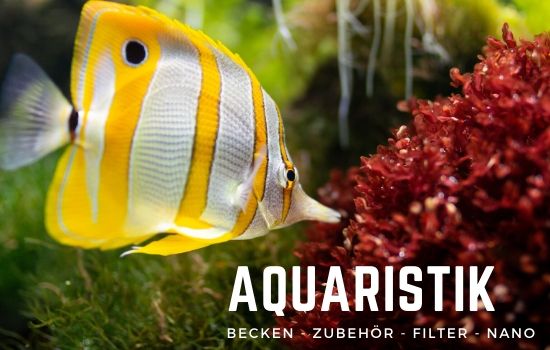 Aquarium und Zubehör
