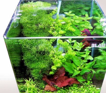 Blau Aquaristic - Nano-Aquarium Cubic 10 Liter - Basis Glas Aquarium - 2