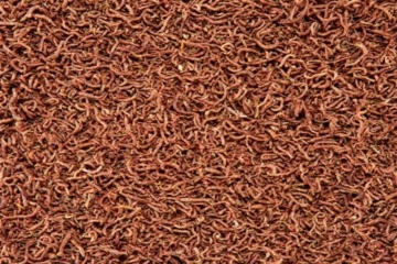 Dehner Aqua Zierfischfutter, rote Mückenlarven, 150 ml - 2