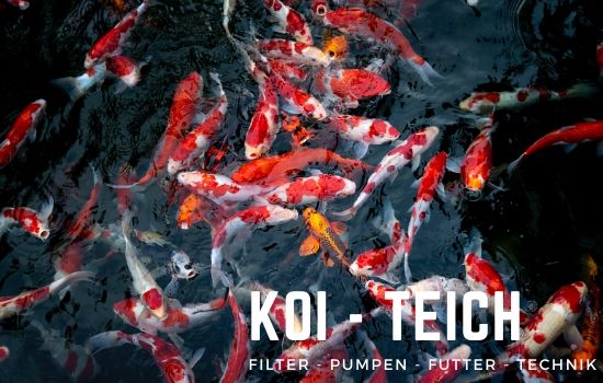 Koi und Gartenteich