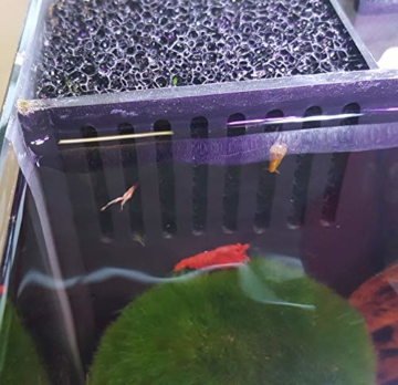 sera Biotop Nano LED Cube 16l ein Aquarium Komplettset - Plug & Play - aus gebogenem Glas mit LED Beleuchtung & großem 3-Kammer Innenfilter für Garnelen, Krebse und Kampffisch Maße (BxHxT) 22x30x25cm - 8