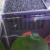 sera Biotop Nano LED Cube 16l ein Aquarium Komplettset - Plug & Play - aus gebogenem Glas mit LED Beleuchtung & großem 3-Kammer Innenfilter für Garnelen, Krebse und Kampffisch Maße (BxHxT) 22x30x25cm - 8
