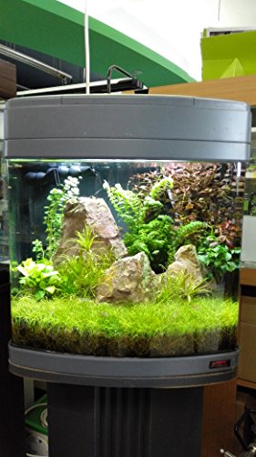sera Biotop Nano LED Cube 60 ein 60l Süßwasser Aquarium Komplettset - Plug & Play - mit LED Beleuchtung, Regelheizer und großem 4-Kammer Innenfilter, gebogenes Glas, Maße (BxHxT) 40 x 47 x 46 cm - 3