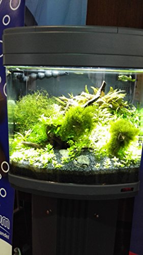 sera Biotop Nano LED Cube 60 ein 60l Süßwasser Aquarium Komplettset - Plug & Play - mit LED Beleuchtung, Regelheizer und großem 4-Kammer Innenfilter, gebogenes Glas, Maße (BxHxT) 40 x 47 x 46 cm - 4