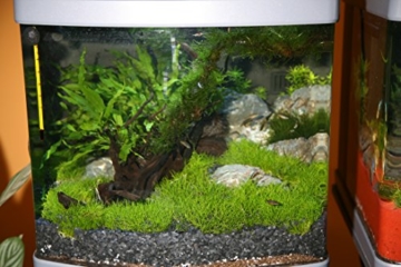 sera Biotop Nano LED Cube 60 ein 60l Süßwasser Aquarium Komplettset - Plug & Play - mit LED Beleuchtung, Regelheizer und großem 4-Kammer Innenfilter, gebogenes Glas, Maße (BxHxT) 40 x 47 x 46 cm - 8