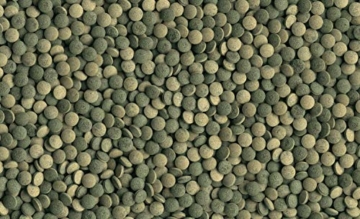 Tetra Pleco Tablets (Grünfutter-Tabletten mit einem hohen Anteil an Spirulina-Algen, Hauptfutter für alle pflanzenfressenden Bodenfische und scheuen Zierfische), 275 Tabletten Dose - 4