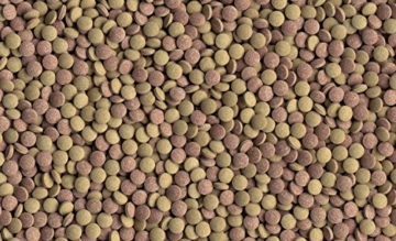 Tetra Tablets TabiMin Hauptfutter (Futtertabletten für am Boden gründelnde Zierfische, für alle bodenfressenden und scheuen Fische), 275 Tabletten Dose - 2