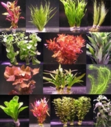 16 Bunde mit zusammen über 120 Aquarium-Pflanzen - großes buntes Sortiment für EIN 200 Liter Aquarium, Wasserpflanzen für Vorne, Mitte und Hinten - 1