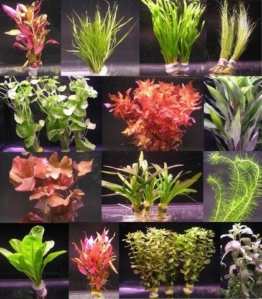 16 Bunde mit zusammen über 120 Aquarium-Pflanzen - großes buntes Sortiment für EIN 200 Liter Aquarium, Wasserpflanzen für Vorne, Mitte und Hinten - 1