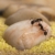 AntHouse - Ameisenfarm aus natürlichem Sand - Acryl Starter Set 20x10x10 cm (Gratis Ameisen) - 2
