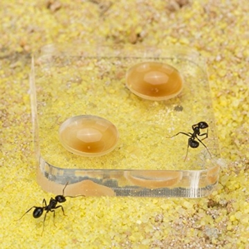 AntHouse - Ameisenfarm aus natürlichem Sand - Acryl Starter Set 20x10x10 cm (Gratis Ameisen) - 4