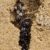 AntHouse - Ameisenfarm aus natürlichem Sand - Acryl Starter Set 20x10x10 cm (Gratis Ameisen) - 5
