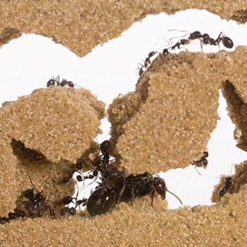 AntHouse - Ameisenfarm aus natürlichem Sand - Acryl Starter Set 20x10x10 cm (Gratis Ameisen) - 6