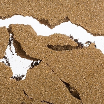 AntHouse - Ameisenfarm aus natürlichem Sand - Acryl T Kit 15x15x1,5 cm (Gratis Ameisen) - 3