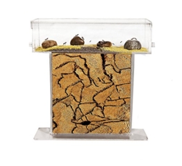 AntHouse - Ameisenfarm aus natürlichem Sand - Acryl T Kit 15x15x1,5 cm (Gratis Ameisen) - 1