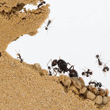 AntHouse - Ameisenfarm aus natürlichem Sand - Acryl T Kit 15x15x1,5 cm (Gratis Ameisen) - 6