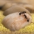 AntHouse Ameisenfarm T Acryl (Ameisen mit Königin Free) - Acryl T Kit 15x15x1,5 cm (Gratis Ameisen) - 7