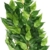 Exo Terra Regenwaldpflanze Ficus mittel - 1
