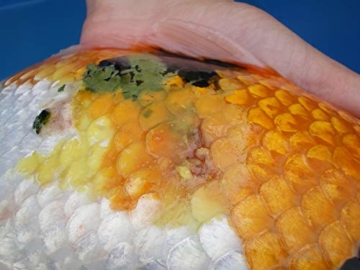 Fish Pharma Propolis Tinktur 30 ml - wirkt als natürliches Antibiotikum, schließt die Wunde - 2