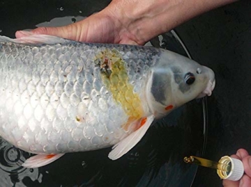 Fish Pharma Propolis Tinktur 30 ml - wirkt als natürliches Antibiotikum, schließt die Wunde - 3