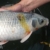 Fish Pharma Propolis Tinktur 30 ml - wirkt als natürliches Antibiotikum, schließt die Wunde - 3