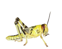 Heuschrecken 100 subadult Wüstenheuschrecken Futterinsekten Reptilienfutter - 1
