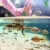 JBL NovoGranoMix 30100 Alleinfutter für kleine Aquarienfische, Granulat 100 ml - 5