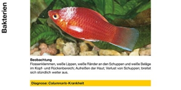 sera 02170 omnipur S 50 ml - Arzneimittel mit Breitbandwirkung gegen die häufigsten Zierfischkrankheiten im Süßwasser - 3