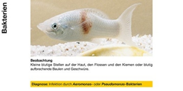 sera 02170 omnipur S 50 ml - Arzneimittel mit Breitbandwirkung gegen die häufigsten Zierfischkrankheiten im Süßwasser - 4
