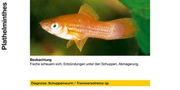 sera 02170 omnipur S 50 ml - Arzneimittel mit Breitbandwirkung gegen die häufigsten Zierfischkrankheiten im Süßwasser - 6