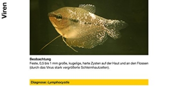 sera 02170 omnipur S 50 ml - Arzneimittel mit Breitbandwirkung gegen die häufigsten Zierfischkrankheiten im Süßwasser - 7