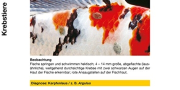 sera 07584 med Professional Argulol 100ml für 20.000 Liter - Arzneimittel für Teichzierfische gegen parasitische Krebstiere, wie Karpfenläuse, Ankerwürmer und Kiemenkrebse - 2