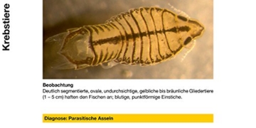 sera 07584 med Professional Argulol 100ml für 20.000 Liter - Arzneimittel für Teichzierfische gegen parasitische Krebstiere, wie Karpfenläuse, Ankerwürmer und Kiemenkrebse - 3