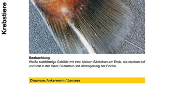 sera 07584 med Professional Argulol 100ml für 20.000 Liter - Arzneimittel für Teichzierfische gegen parasitische Krebstiere, wie Karpfenläuse, Ankerwürmer und Kiemenkrebse - 4
