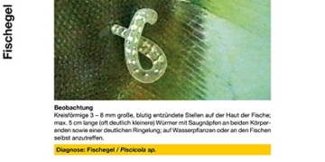 sera 07584 med Professional Argulol 100ml für 20.000 Liter - Arzneimittel für Teichzierfische gegen parasitische Krebstiere, wie Karpfenläuse, Ankerwürmer und Kiemenkrebse - 5