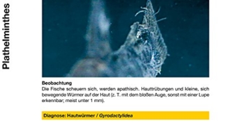 sera 07584 med Professional Argulol 100ml für 20.000 Liter - Arzneimittel für Teichzierfische gegen parasitische Krebstiere, wie Karpfenläuse, Ankerwürmer und Kiemenkrebse - 6