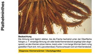 sera 07584 med Professional Argulol 100ml für 20.000 Liter - Arzneimittel für Teichzierfische gegen parasitische Krebstiere, wie Karpfenläuse, Ankerwürmer und Kiemenkrebse - 7