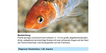 sera 07584 med Professional Argulol 100ml für 20.000 Liter - Arzneimittel für Teichzierfische gegen parasitische Krebstiere, wie Karpfenläuse, Ankerwürmer und Kiemenkrebse - 8