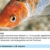 sera 07584 med Professional Argulol 100ml für 20.000 Liter - Arzneimittel für Teichzierfische gegen parasitische Krebstiere, wie Karpfenläuse, Ankerwürmer und Kiemenkrebse - 8