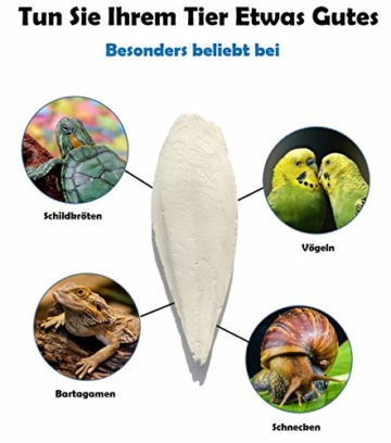 Tamay Sepiaschalen Premium I Optimale Kalzium u. Vitaminversorgung Nahrung, Futter für Reptilien, Schildkröten, Bartagamen, Vögel I Sepia Schalen Terrarium Zubehör I 10 Stück - 2