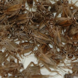 Terra Exotica Heimchen groß - Großpackung, Futterinsekten ca. 250 Stück - 1