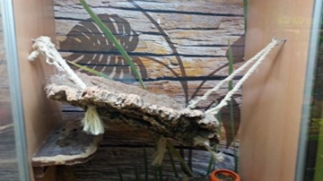 XL Korkrinde Korkstück, 50 x 20 cm (Naturkork, Zierkork) gereinigt & desinfiziert – ideal für Haustiere (Nager + Vögel) oder Basteln & Hobby (Modellbau), unbehandelte Rinde von der Korkeiche, flach - 8