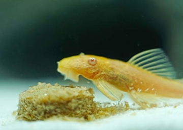 SplashYum! Aquarium Bodentabletten Hafttabletten XL-Tabs für alle Zierfische mit L-Carnitin, Lecithin, Folsäure Bodenfische Fischfutter Leckerbissen für Wels Cichliden Schmerlen Diskus Guppy Pleco - 3