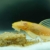 SplashYum! Aquarium Bodentabletten Hafttabletten XL-Tabs für alle Zierfische mit L-Carnitin, Lecithin, Folsäure Bodenfische Fischfutter Leckerbissen für Wels Cichliden Schmerlen Diskus Guppy Pleco - 3