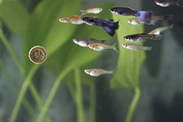 SplashYum! Aquarium Bodentabletten Hafttabletten XL-Tabs für alle Zierfische mit L-Carnitin, Lecithin, Folsäure Bodenfische Fischfutter Leckerbissen für Wels Cichliden Schmerlen Diskus Guppy Pleco - 5