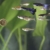 SplashYum! Aquarium Bodentabletten Hafttabletten XL-Tabs für alle Zierfische mit L-Carnitin, Lecithin, Folsäure Bodenfische Fischfutter Leckerbissen für Wels Cichliden Schmerlen Diskus Guppy Pleco - 5