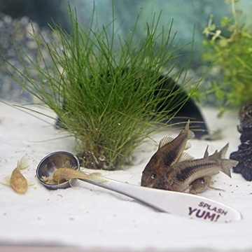 SplashYum! Flocken Fischfutter Aquarium Teich Hauptfutter alle Zierfische mit L-Carnitin, Lecithin, Folsäure Flockenfutter Flakes Leckerbissen für Diskus Wels Guppy Futter Platy Cichliden - 3