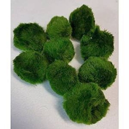 5 Stück 4-6 cm Chladophora aegagropila - Mooskugel schafft kristallklares Wasser und nimmt Schwebeteile aus dem Wasser - 1