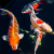 AlltechCoppens (Grundpreis 2,58 Euro/kg) – 15 kg Premium Koifutter Mix 6,0 mm – schwimmend - 