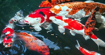 sera 07009 KOI Professional Frühjahr-/Herbstfutter 7 kg - das leicht verdauliche Futter für Temperaturen unter 17 °C - 7